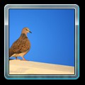 Dove