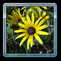 Sun flower