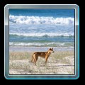 x Wild dingo on beach